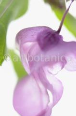 Impatiens