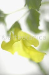 Mimulus