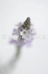 Vervain