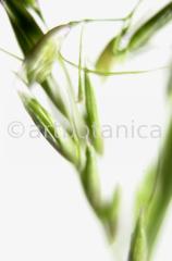 Wild Oat
