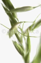 Wild-Oat-4