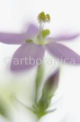 Centaury