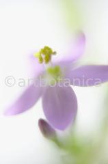 Centaury