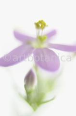 Centaury