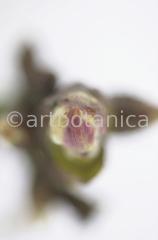 Chestnut-Bud-2