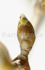 Chestnut-Bud-5