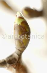Chestnut-Bud-4