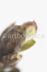 Chestnut-Bud-8