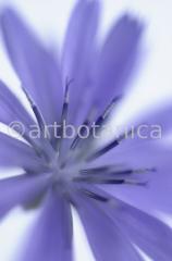 Chicory-5