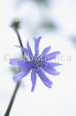 Chicory-7