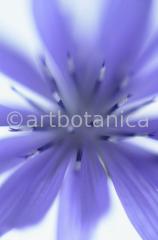 Chicory-4
