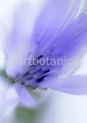 Chicory