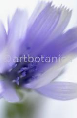 Chicory-3