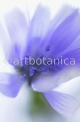 Chicory