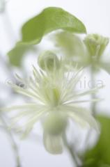 Clematis