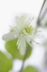 Clematis