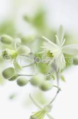 Clematis-8
