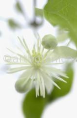 Clematis