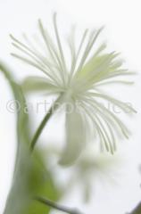 Clematis-6