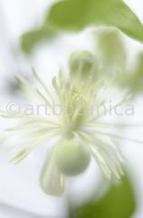 Clematis-3