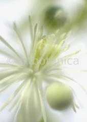 Clematis