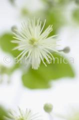 Clematis
