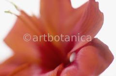 Amaryllis