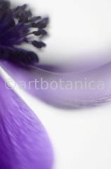 Anemone-blau-4