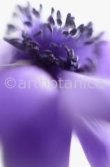 Anemone-blau-7