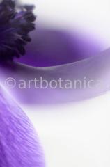 Anemone-blau-3