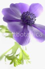 Anemone-blau-23