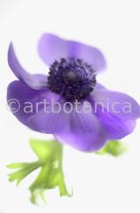 Anemone-blau-24