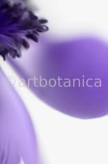 Anemone-blau-8