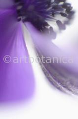 Anemone-blau-6