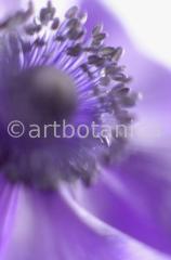Anemone-blau-9