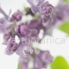 Common Lilac