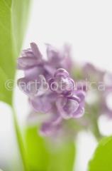 Common Lilac
