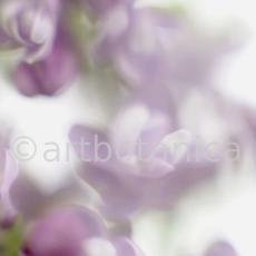 Common Lilac