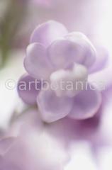 Common Lilac