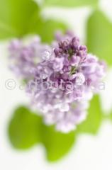 Common Lilac