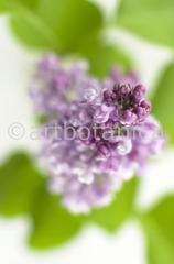 Common Lilac