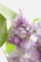 Common Lilac