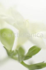 Freesie-Freesia-4