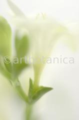 Freesie-Freesia-6