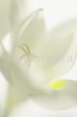 Freesie-Freesia-2