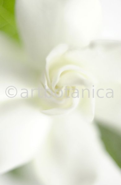 Gardenie-Gardenia-jasminoides-11