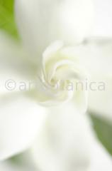 Gardenie-Gardenia-jasminoides-11