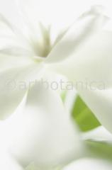 Gardenie-Gardenia-jasminoides-12