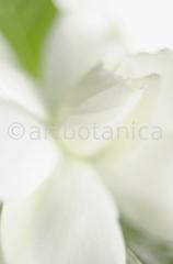 Gardenie-Gardenia-jasminoides-4