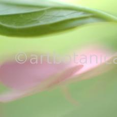 Hortensie-pink-Hydrangea-11